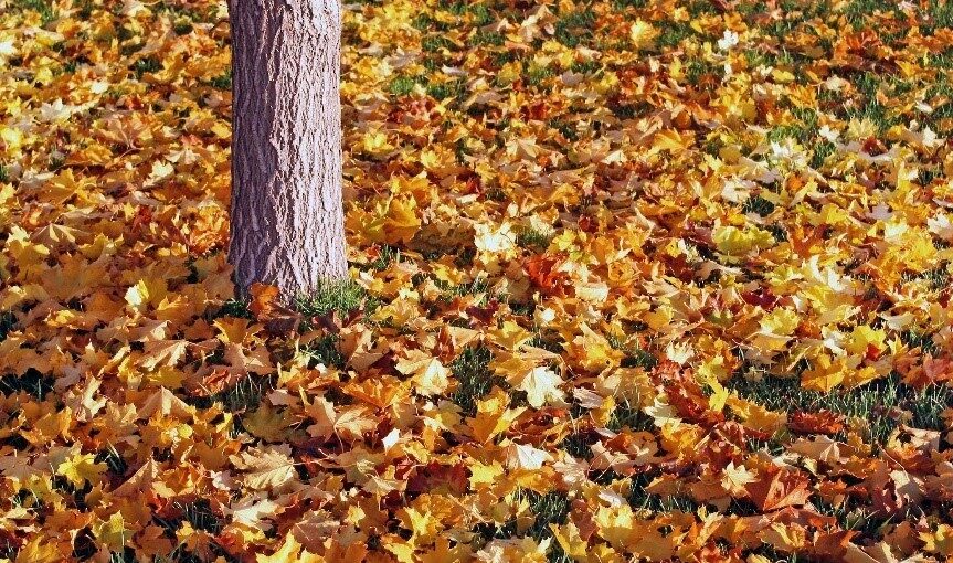 Image of leaves on the ground waiting for fall cleanup services provided by T&T Property.