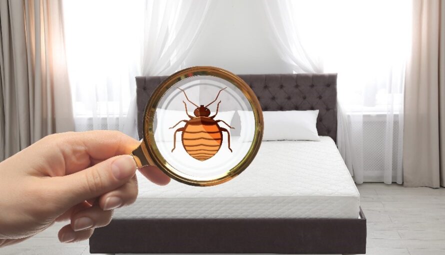 Image of magnifying glass viewing a bed bug on a mattress.