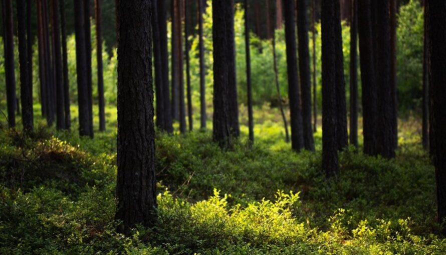 Image of the forest, a breeding ground for mosquitos and ticks.