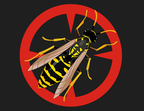 image of a yellowjacket