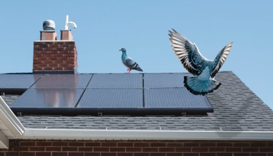 Image of pigeons roosting on solar panels on a home.