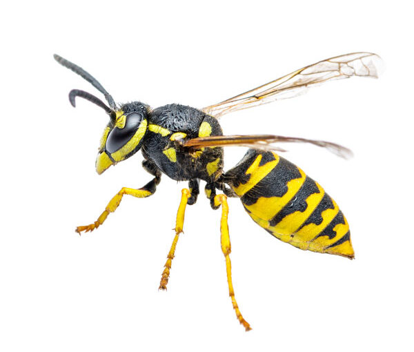 Close up image of a yellowjacket wasp.